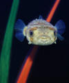 Oddwater-Long-spine Porcupinefish (1).JPG (730473 bytes)