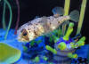 Oddwater-Long-spine Porcupinefish (3).JPG (637280 bytes)