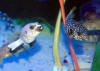 Oddwater-Panda and White spotted puffer (2).JPG (2750434 bytes)