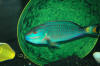 Oddwater-Parrotfish (1).JPG (1246608 bytes)