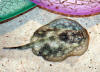 Oddwater-Sting Ray Touch Pool (5).JPG (933268 bytes)